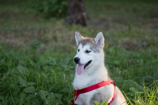 Husky Obedience Classes: Training Your Siberian Husky