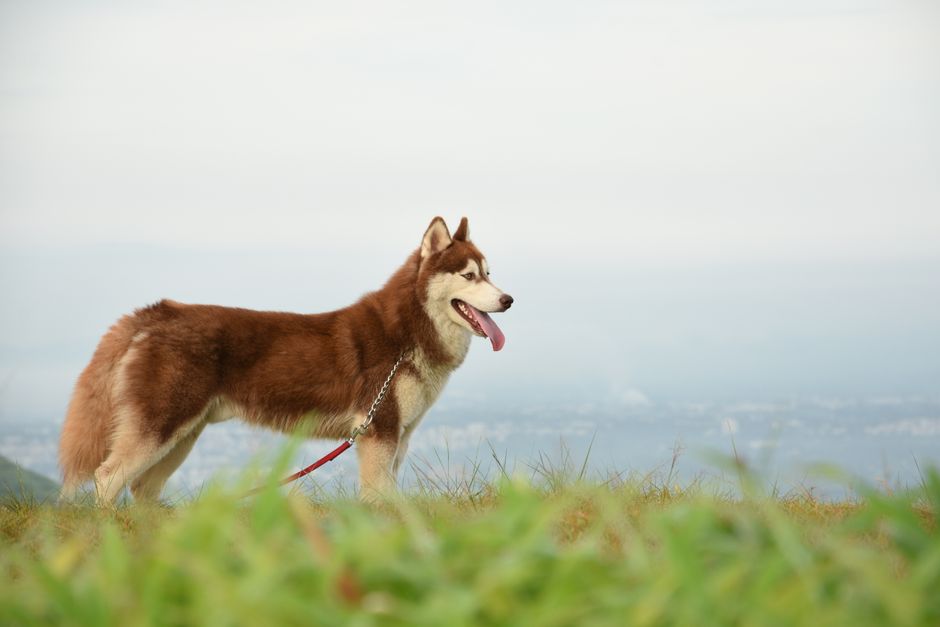 Why Obedience Classes Are Crucial for Huskies