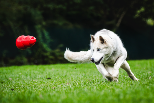 Husky Obsessed with Toys: Causes, Management & Best Toys
