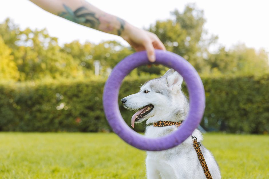 How to Manage Your Husky’s Toy Obsession: Tips and Strategies