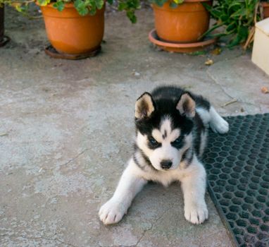 Husky Training Routine: A Complete Step-by-Step Guide
