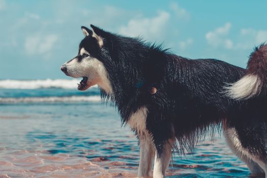 Husky Attention Barking: Why & How to Stop It