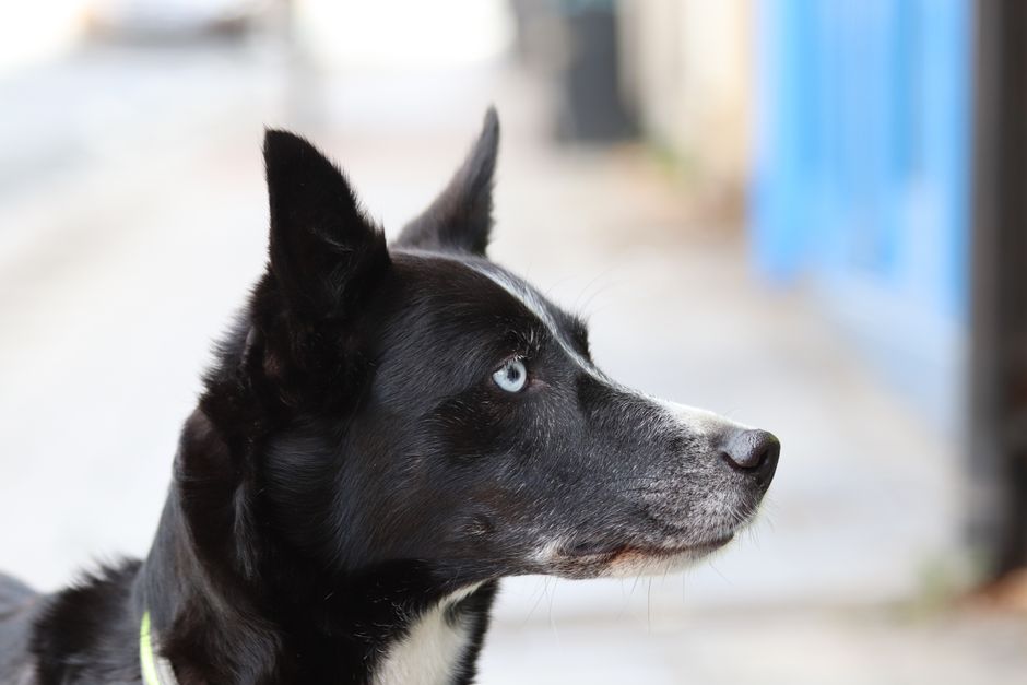 Understanding Attention Barking