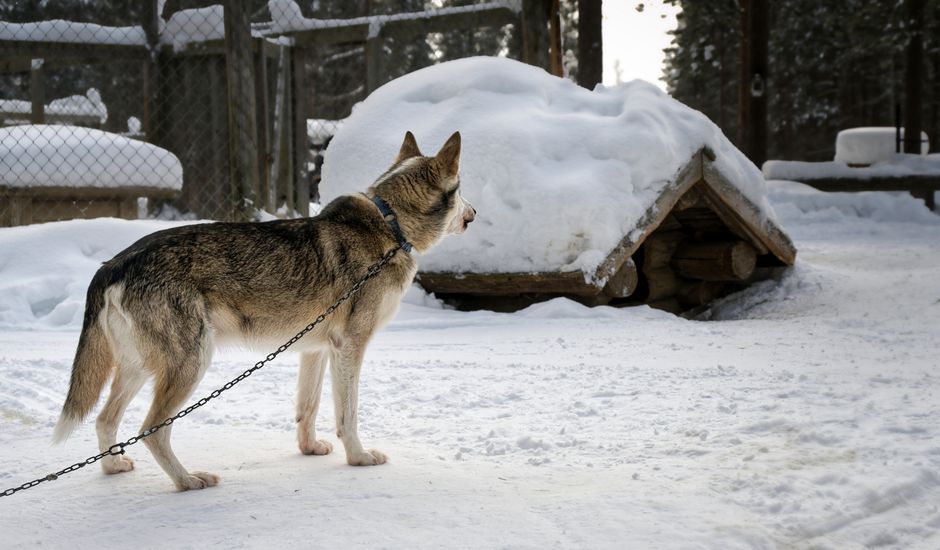 Why Huskies Are Prone to Attention Barking