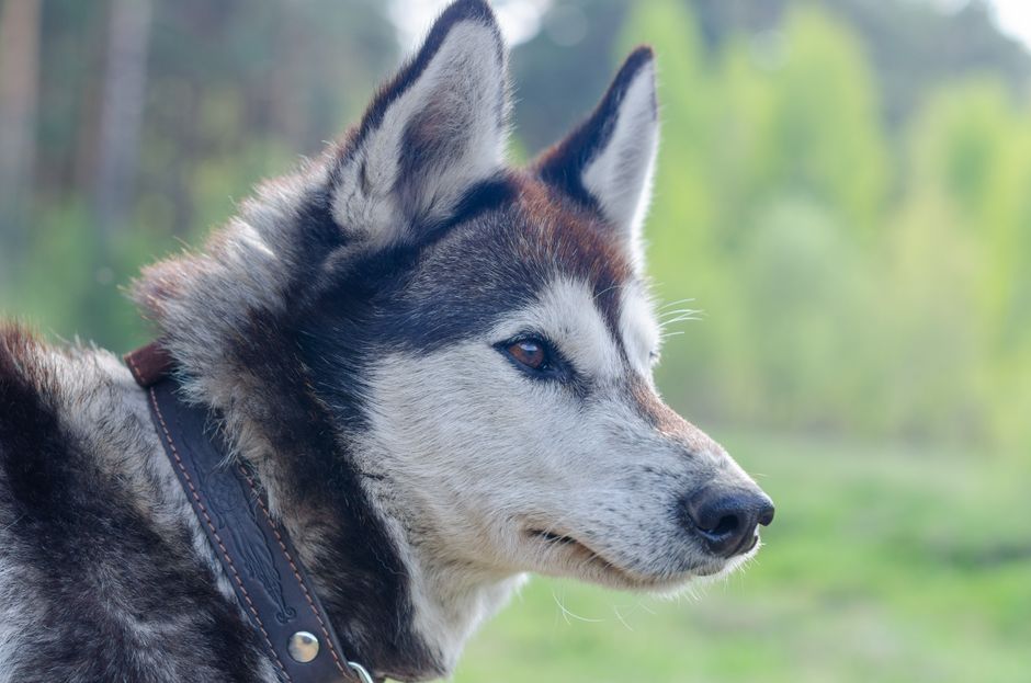 How to Identify Attention Barking vs Other Barking