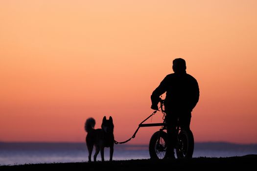 How to Stop a Husky from Chasing Bicycles: Complete Guide