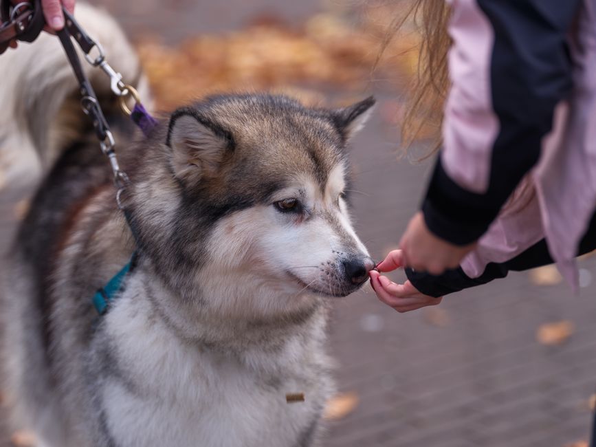 Why Reward-Based Training Works for Huskies