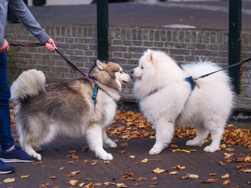 Essential Rewards: What Motivates Your Husky?