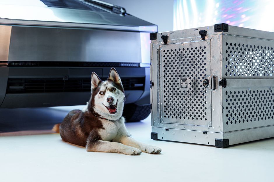 What to Do If Your Husky Has Already Destroyed Their Crate