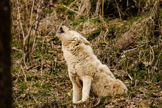 Husky Howling When Left Alone: Causes and Solutions