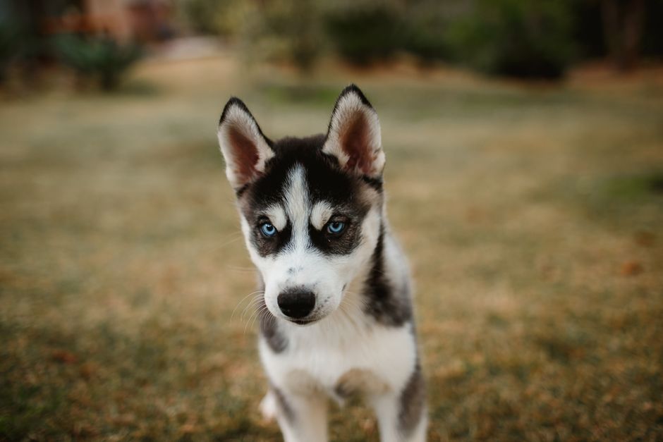Understanding the Husky Mindset