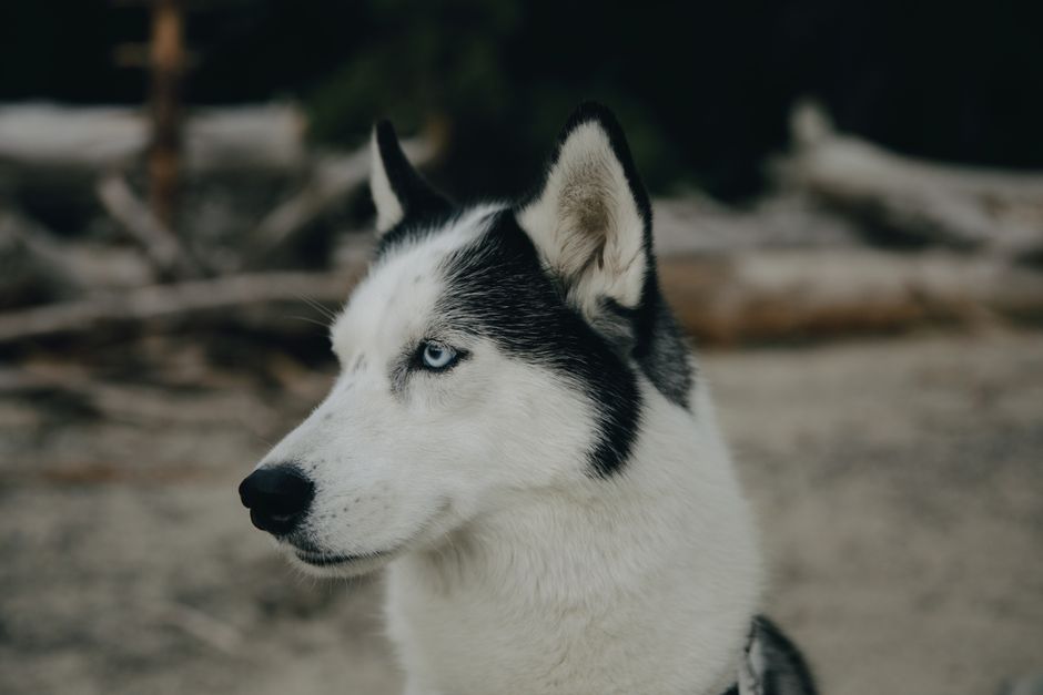 5 Easy Homemade Husky Treat Recipes