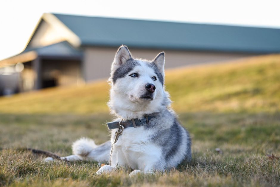 Key Nutrients for Huskies