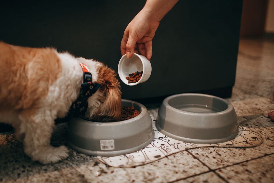 Choosing the Right Food: Puppy Formulas vs. All-Life Stages