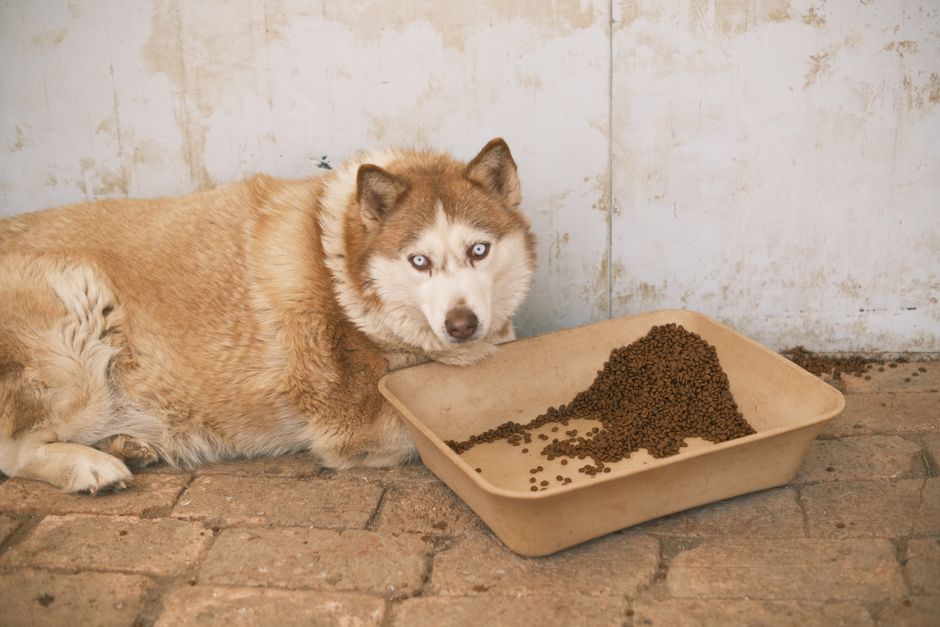 How Much to Feed Your Husky Puppy