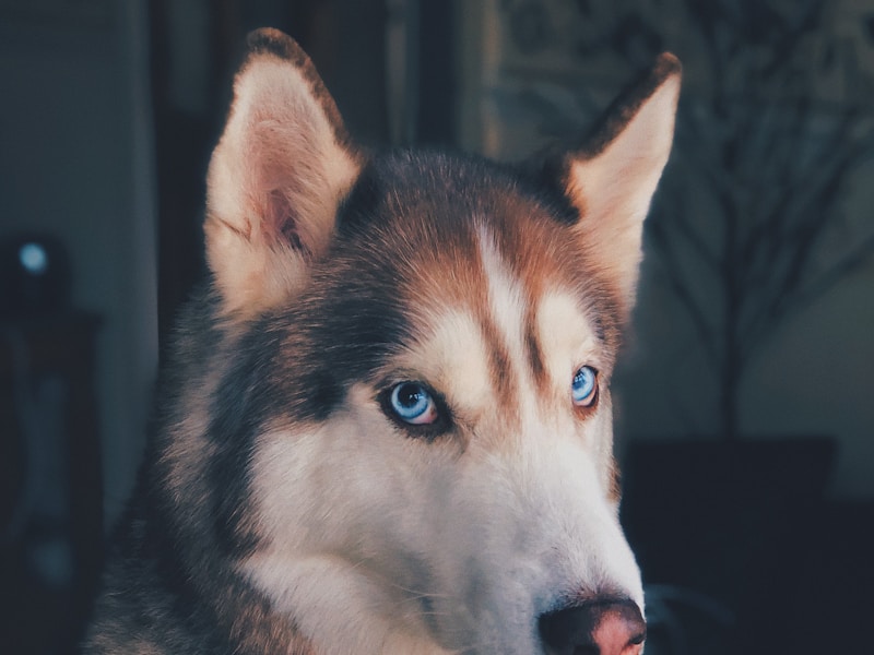 Best Dog GPS Trackers for Huskies That Escape