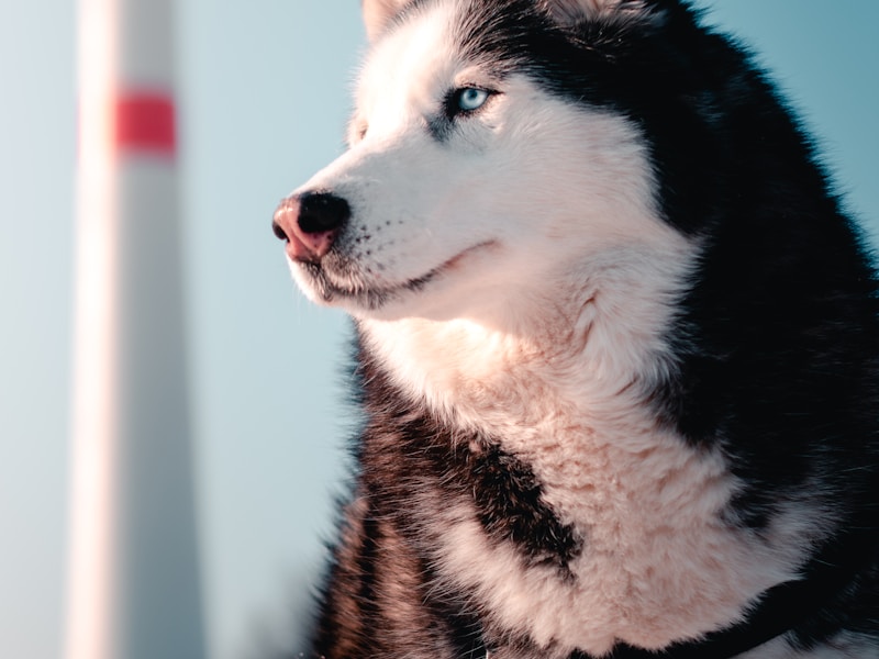 How to Stop a Husky from Digging Up Your Yard