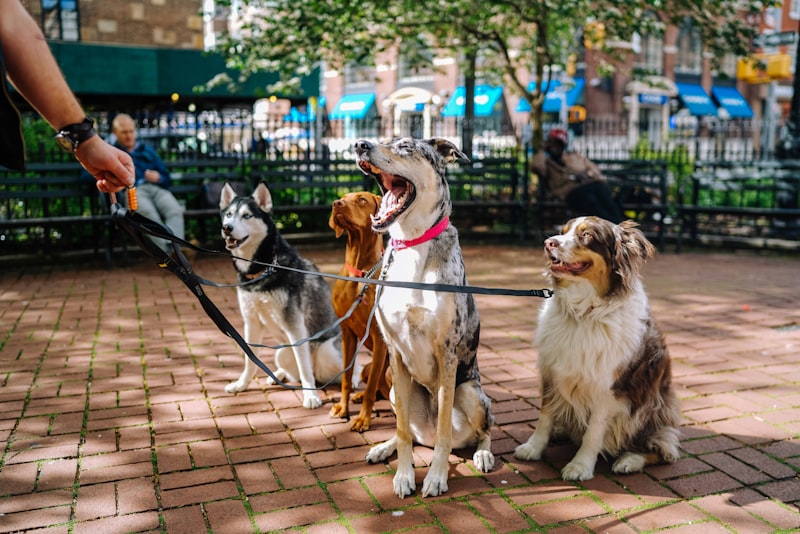 Husky Exercise Calculator: How Much Does Your Husky Need?