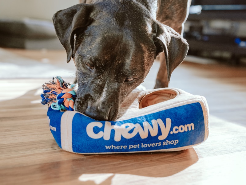 Raw Diet for Huskies: Pros, Cons & How to Start
