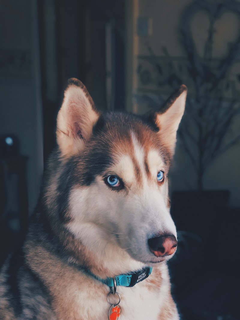 Best Harnesses for Huskies That Pull