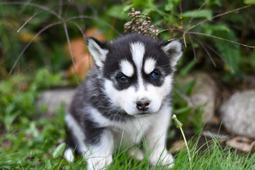 Husky Wolf Mix (Wolfdog): Can You Own One?