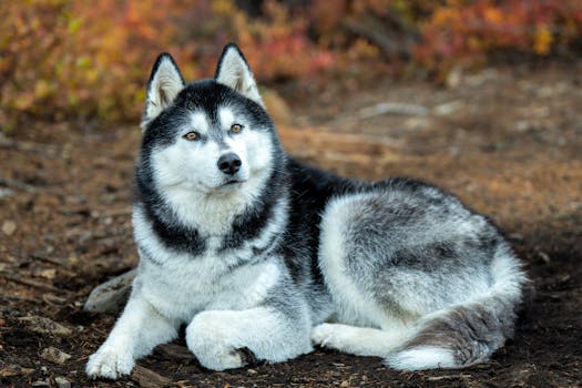 Husky Age Calculator: Convert Dog Years to Human Years