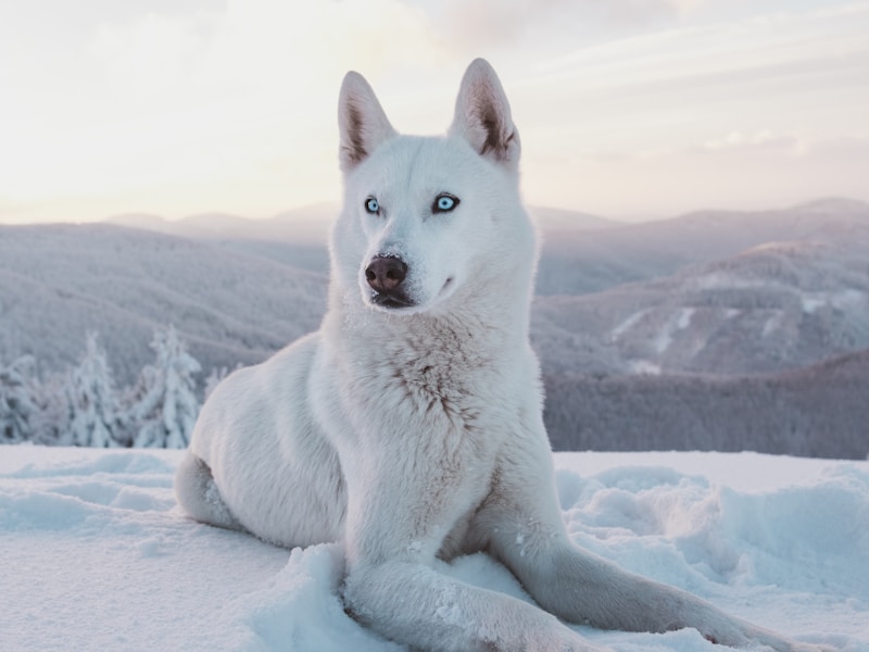 Best Leashes for Huskies That Pull