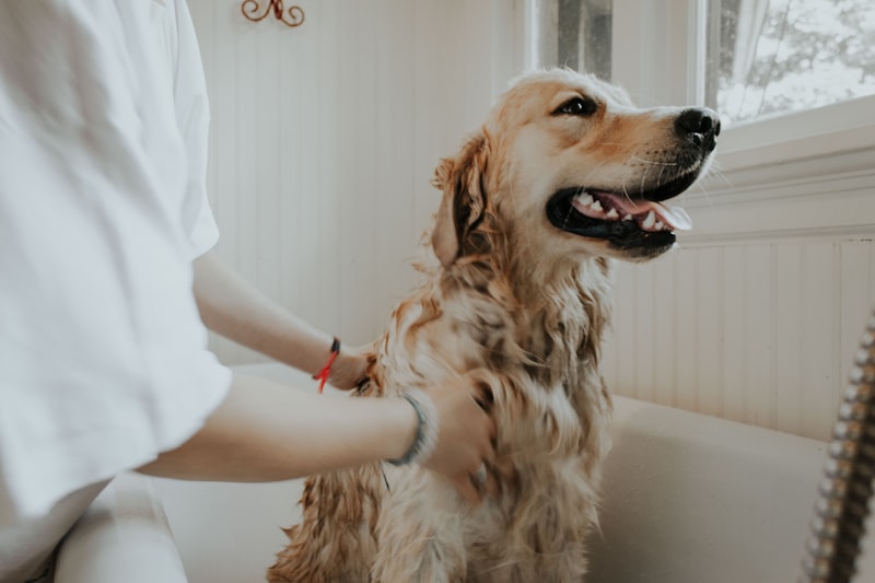 Best Dog Shampoo for Huskies: Coat Care Guide