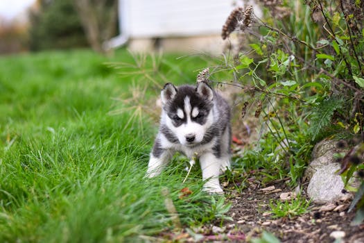 Siberian Husky vs Alaskan Husky: What's the Difference?