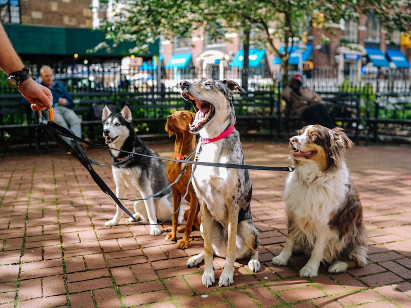 Husky Recall Training: Getting Your Husky to Come Back