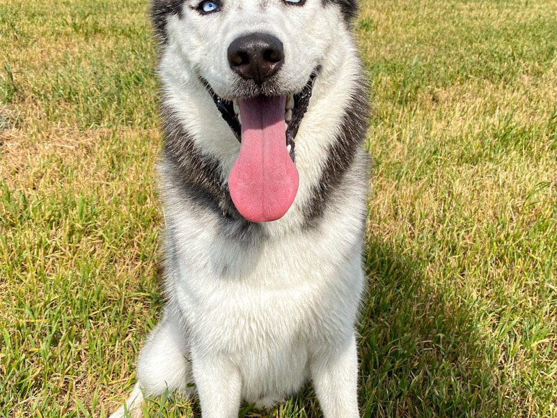 Husky vs Wolf: Can You Tell the Difference?